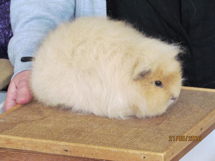 Swiss guinea pigs sales for sale