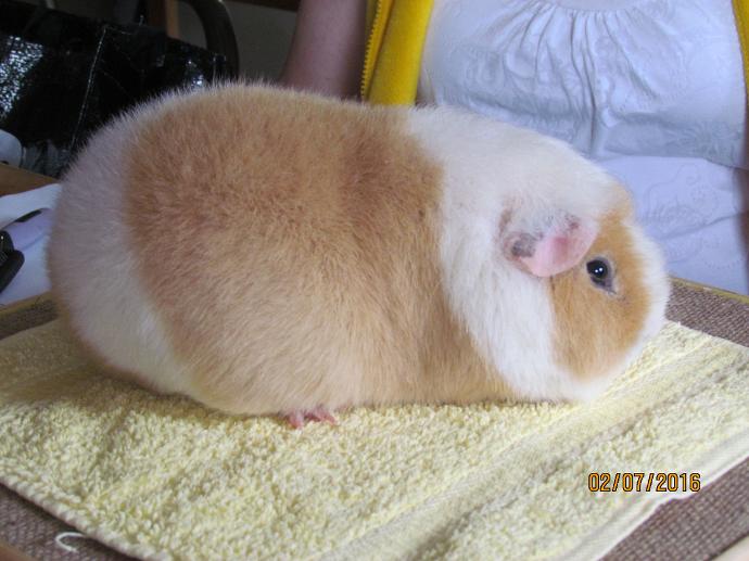 White teddy hot sale guinea pig