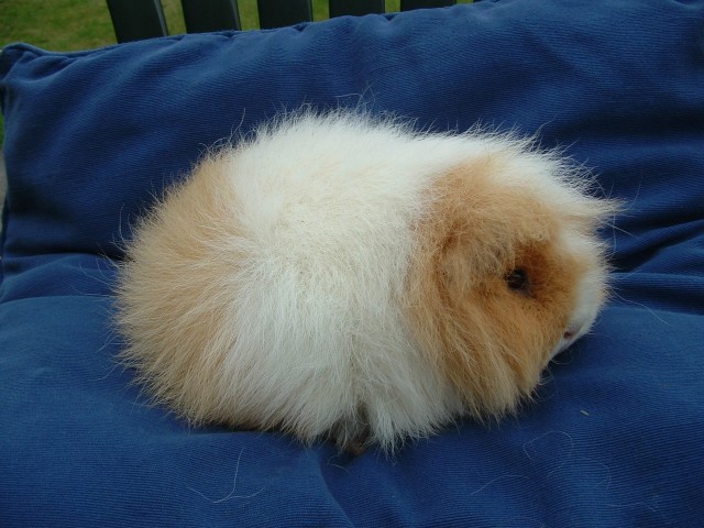 Swiss guinea pigs sales for sale